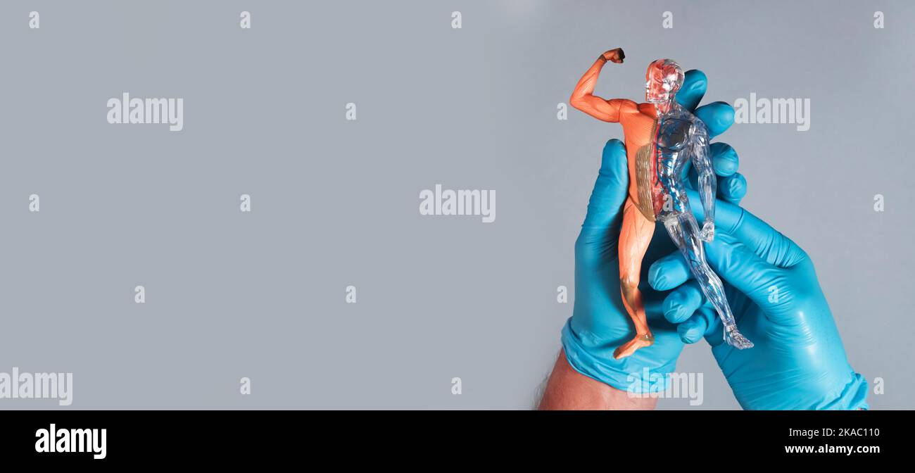 Skinless Model Science 3d skinless human body model with blood circulatory and muscular ...