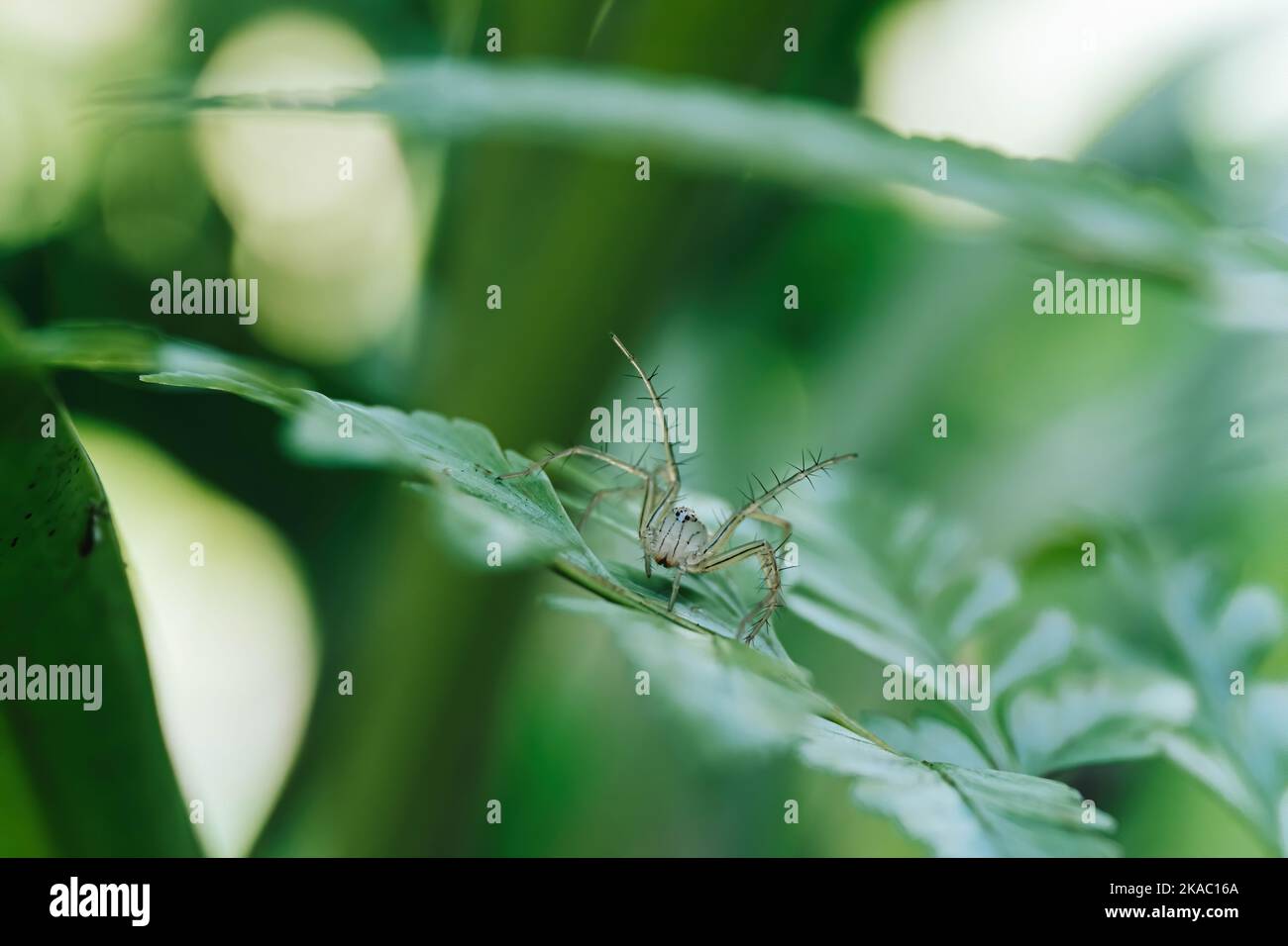 Macro shot of a small transparent spider on a green leaf is on standby to protect itself with blurred background Stock Photo