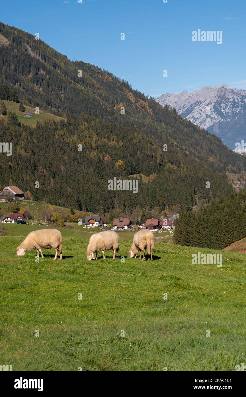 Nebel in den Alpen Stock Photo