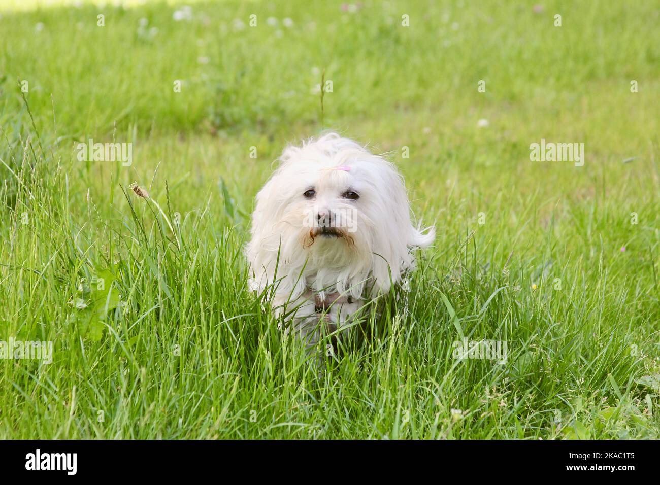 Weißer Hund mit Haarspange im hohen Gras Stock Photo