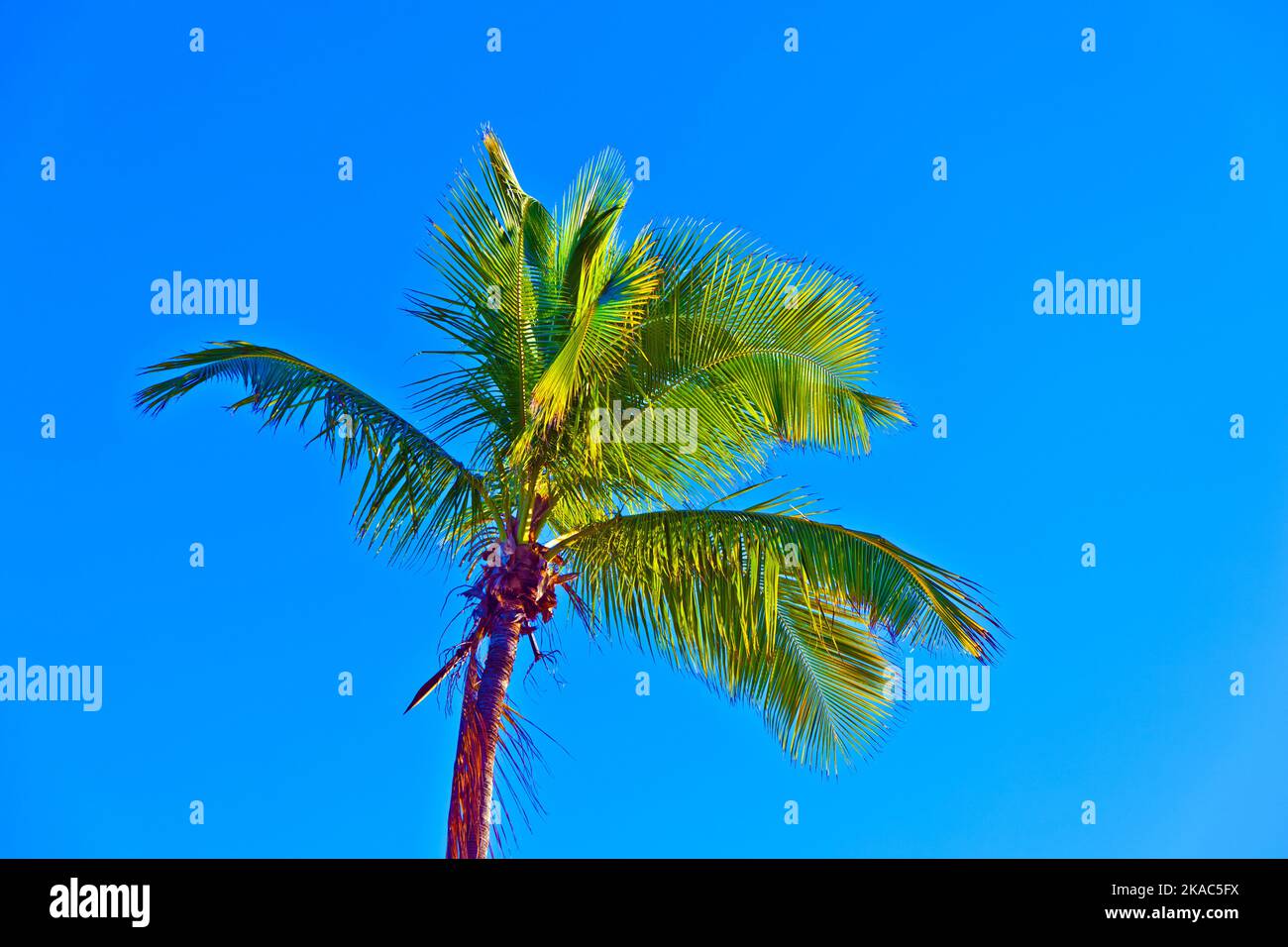 crown of palm tree with blue sky Stock Photo - Alamy