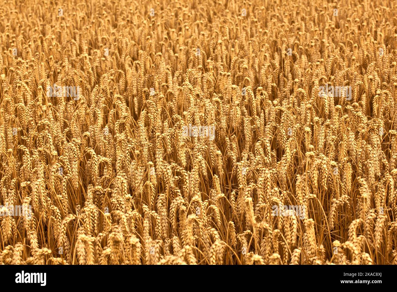 golden corn fields with corn ready for harvest Stock Photo - Alamy