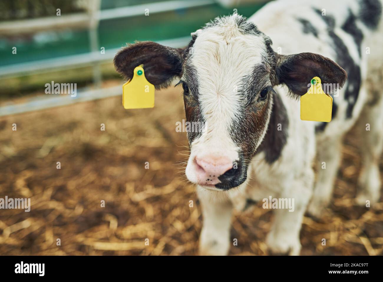 Raising cattle from calves to fully mature adults. High angle shot of a calf on a dairy farm