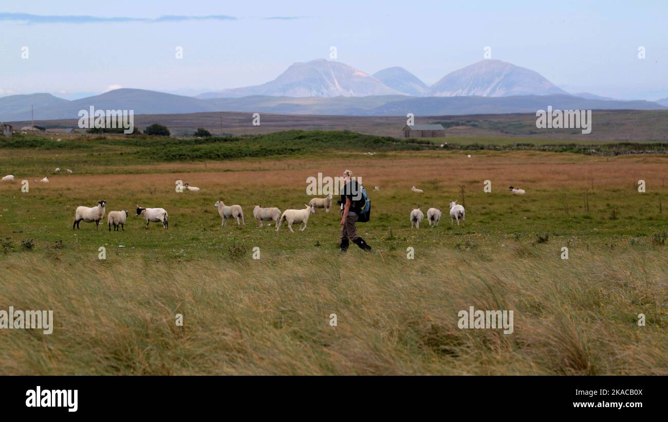 Flock Walker Ballinaby hi-res stock photography and images - Alamy