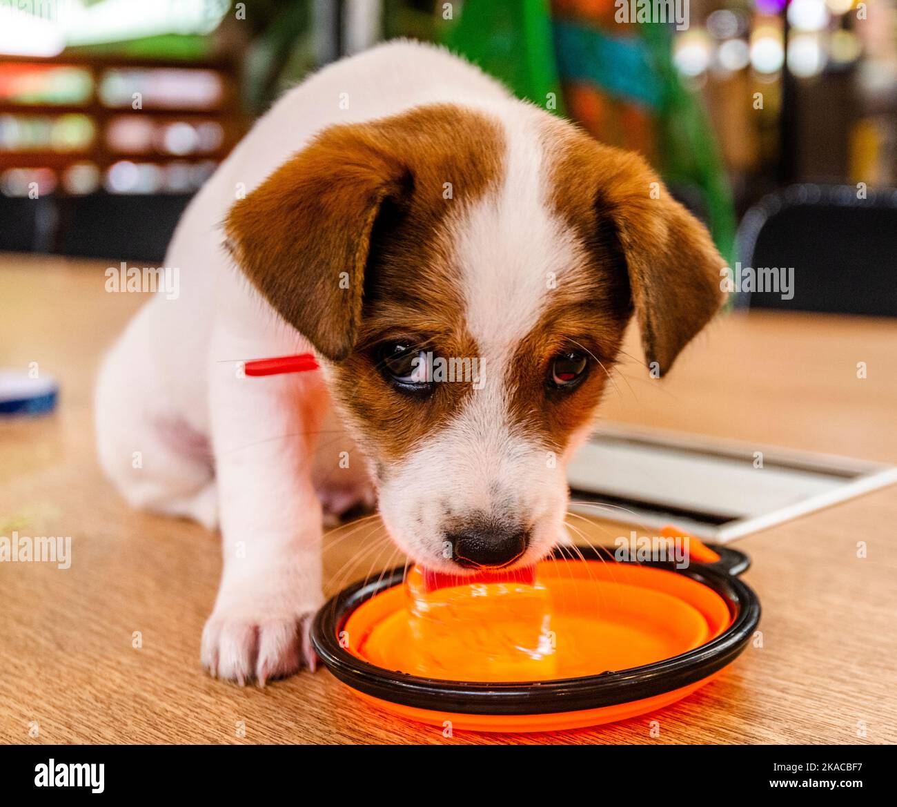 A small cute puppy dog drinks out of his bowl on a table at a cafe in
