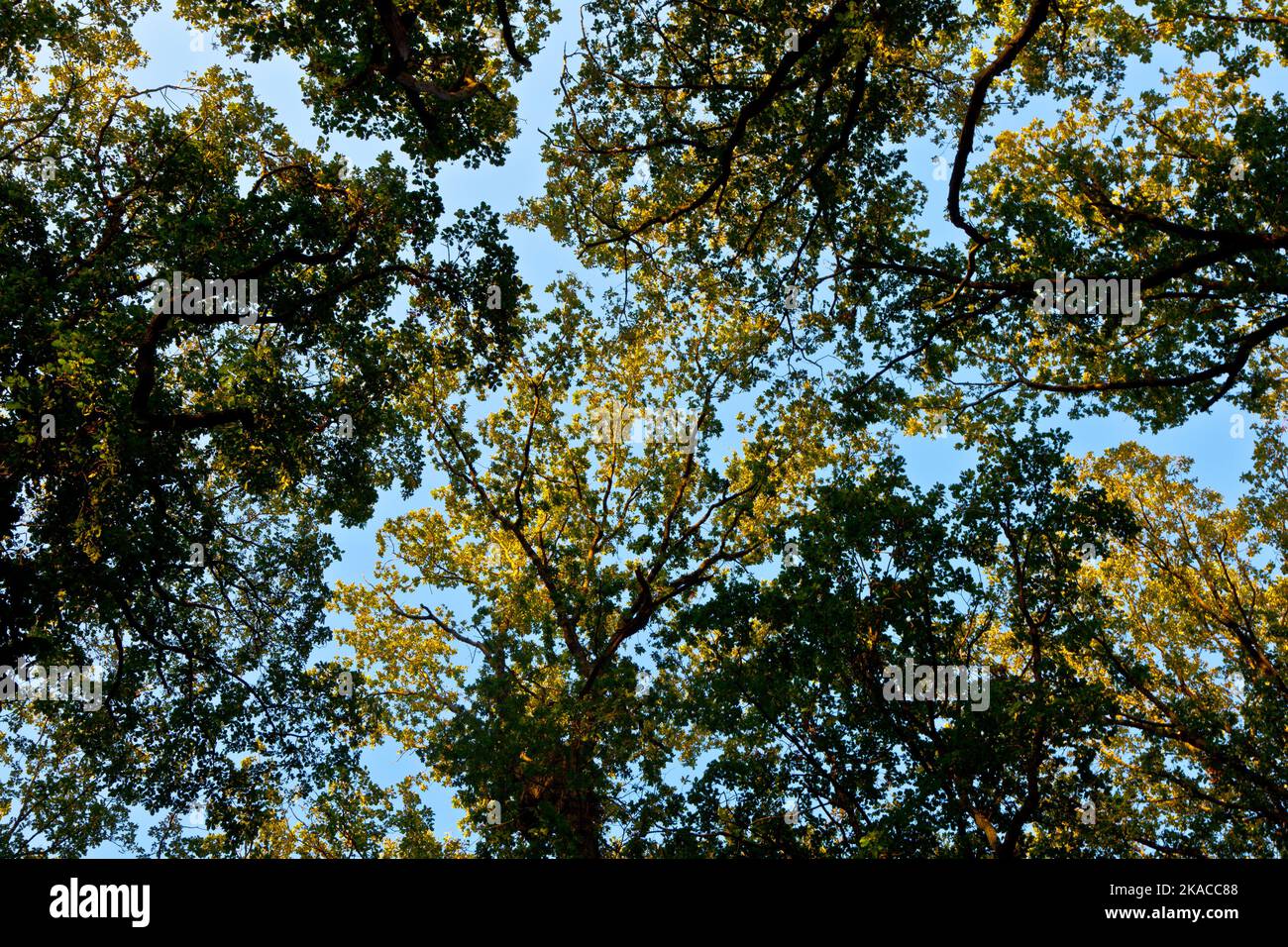 crown of trees with colorful leaves and blue sky Stock Photo - Alamy