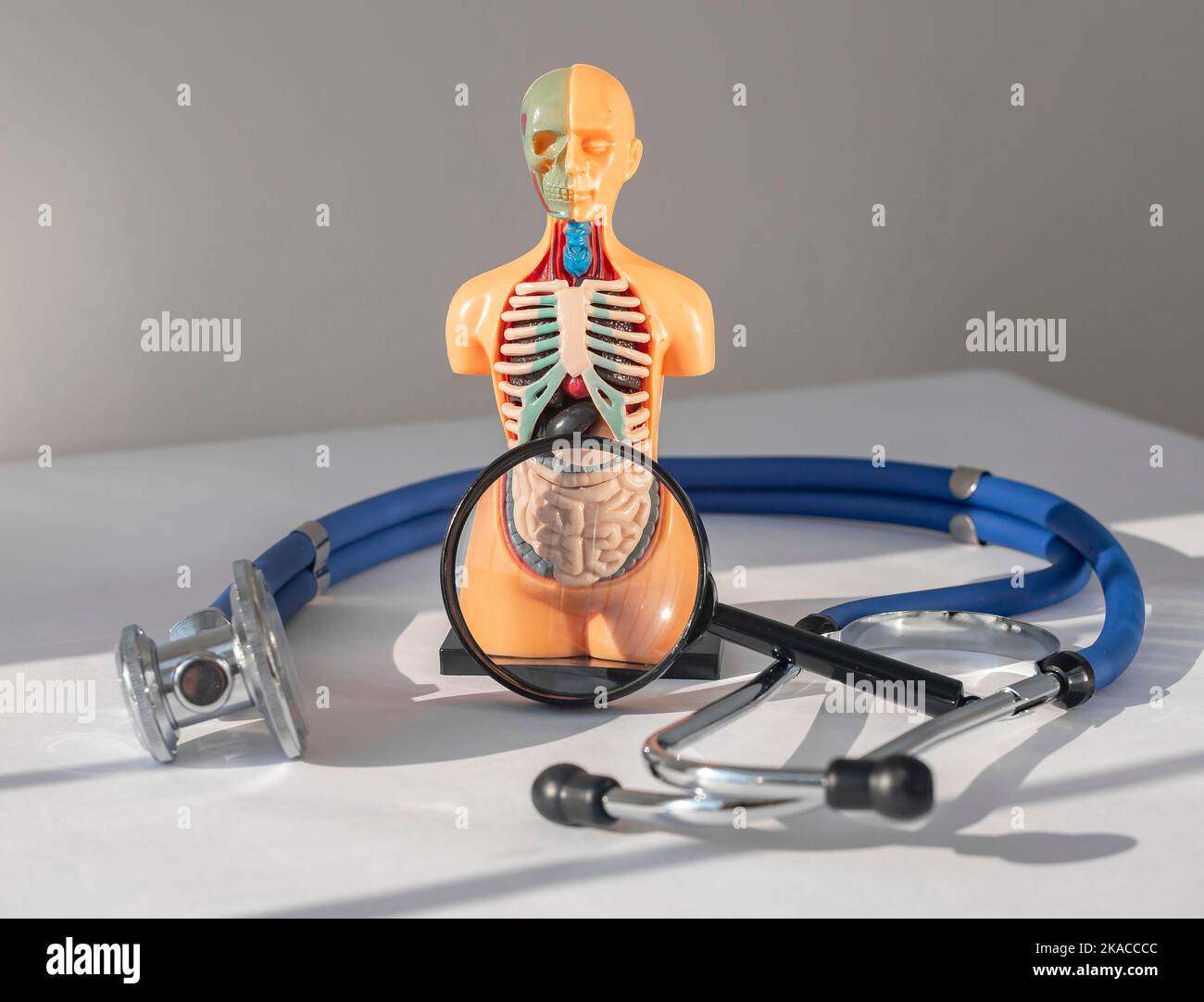 Checking Human Intestine and colon medical check. Concept with human body and ...