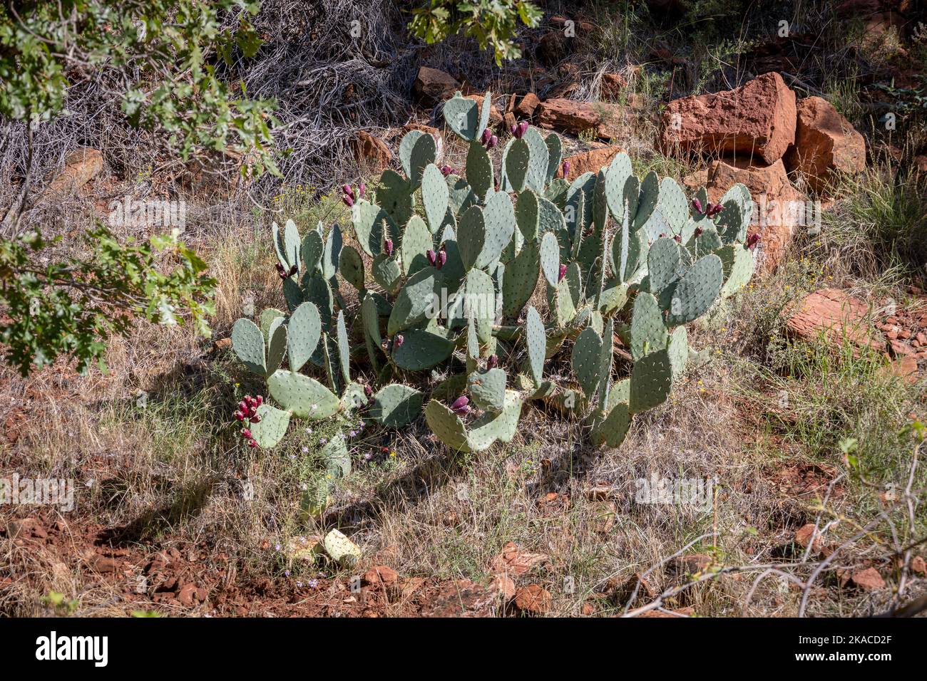 Opuntia phaeacantha is a species of prickly pear cactus known by the common names tulip prickly pear, Mojave prickly pear, and desert prickly pear. Stock Photo