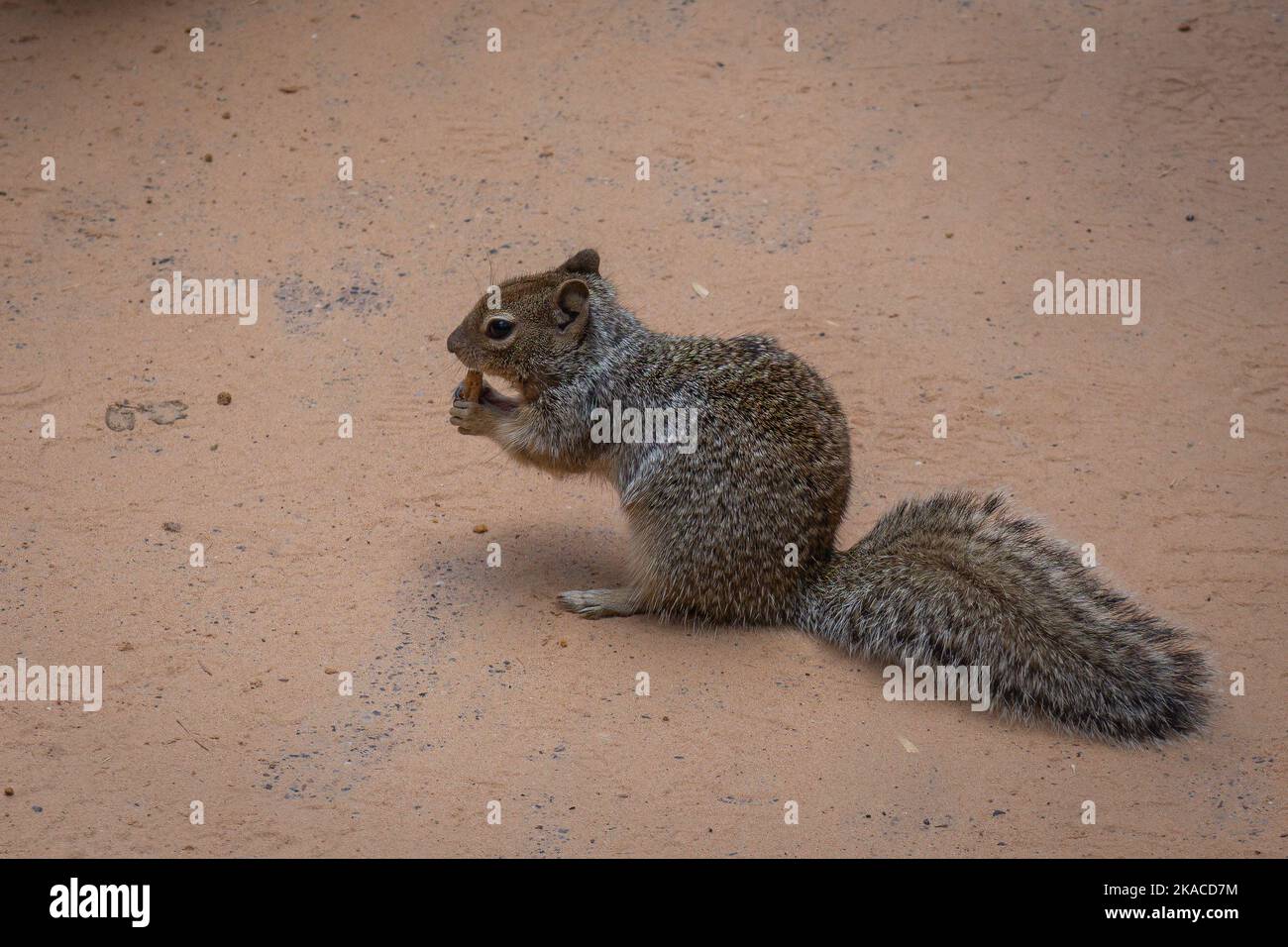 California ground squirrel or in Latin Spermophilus beecheyi is a rodent in the family Sciuridae, photographed in Zion National park Stock Photo