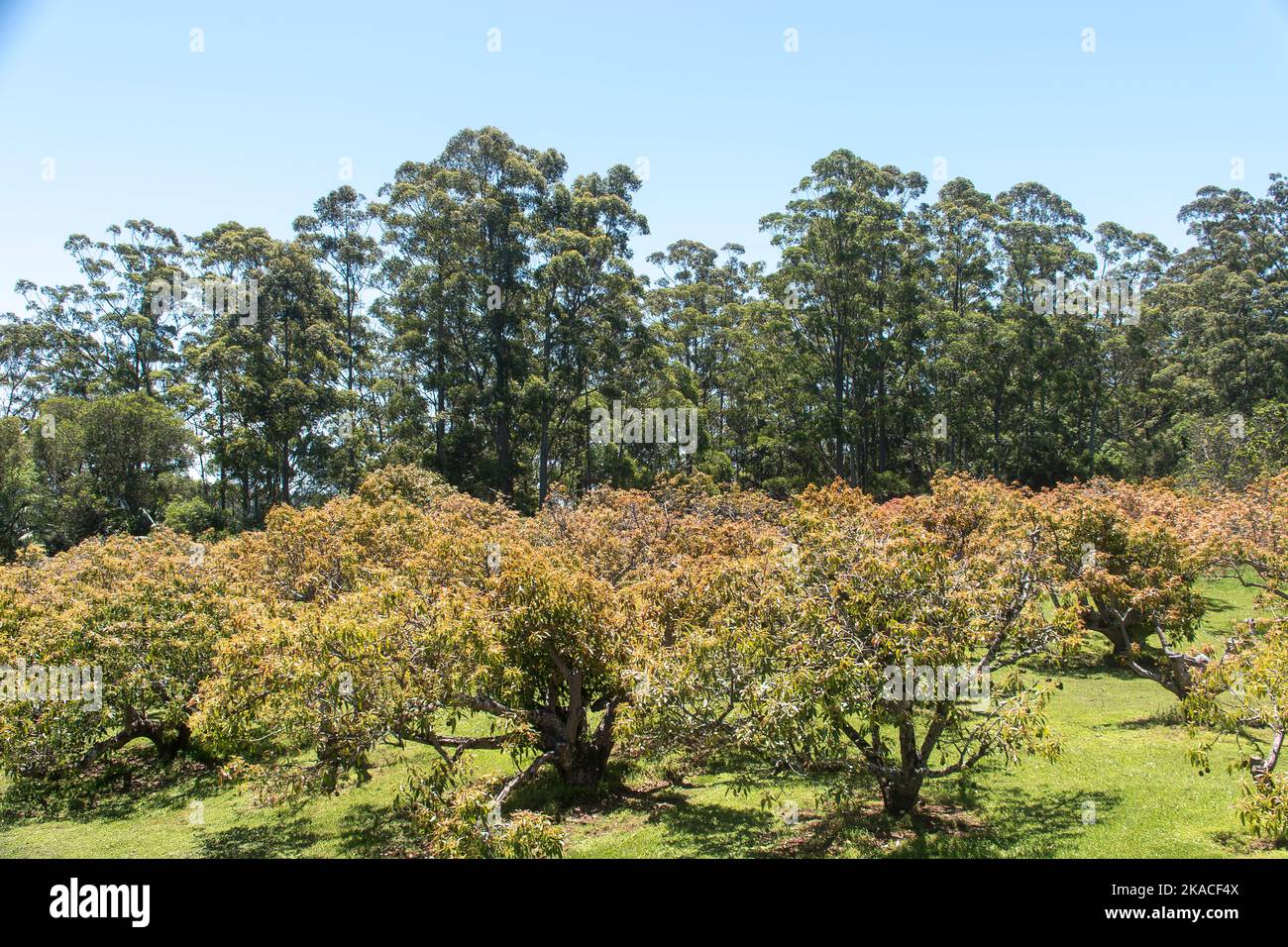 View of avocado (persea americana) orchard contrasts with tall gum trees (eucalypts grandis) on edge of subtropical rainforest. Queensland, Australia Stock Photo