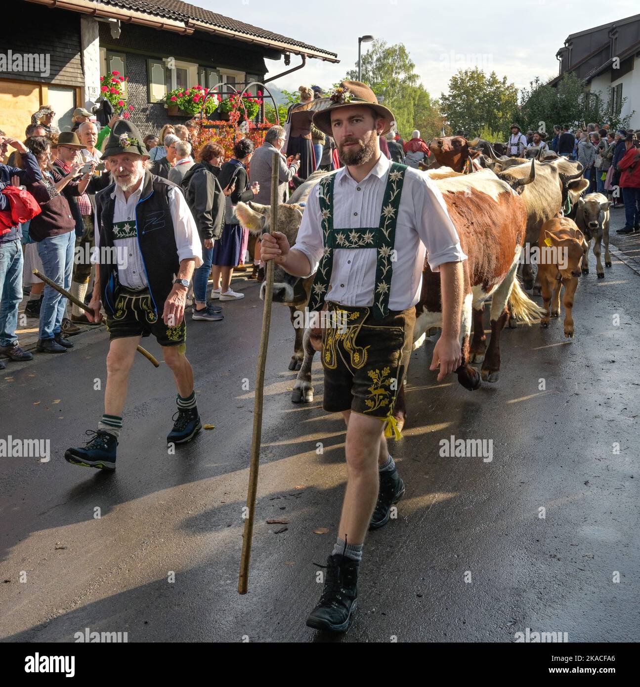 16.09.2022. Almabtrieb, Viehscheid in Thalkirchdorf, Markt Oberstaufen