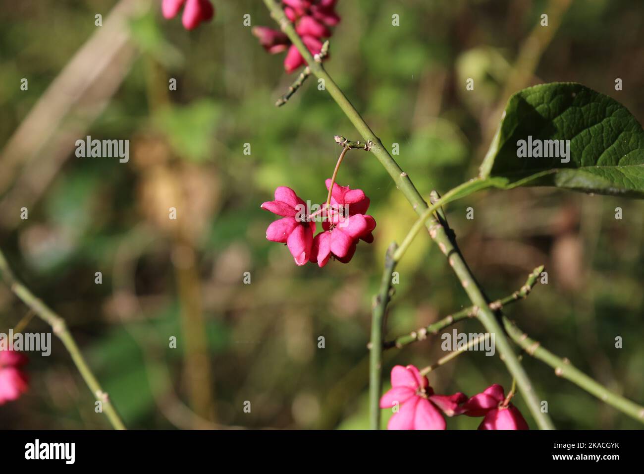 Euonymus europaeus, European spindle, Celastraceae. A wild plant shot in the fall. Stock Photo