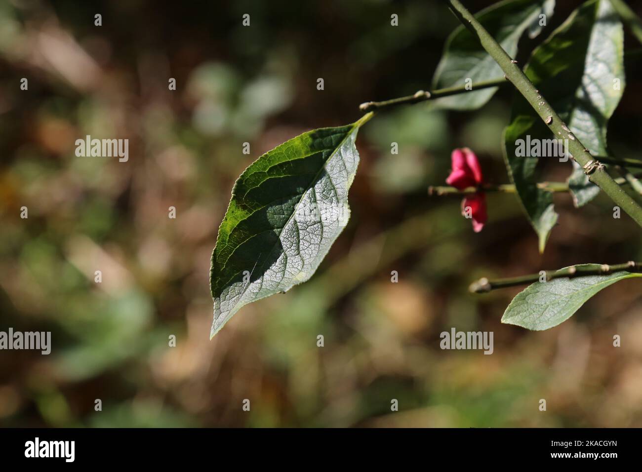 Euonymus europaeus, European spindle, Celastraceae. A wild plant shot in the fall. Stock Photo