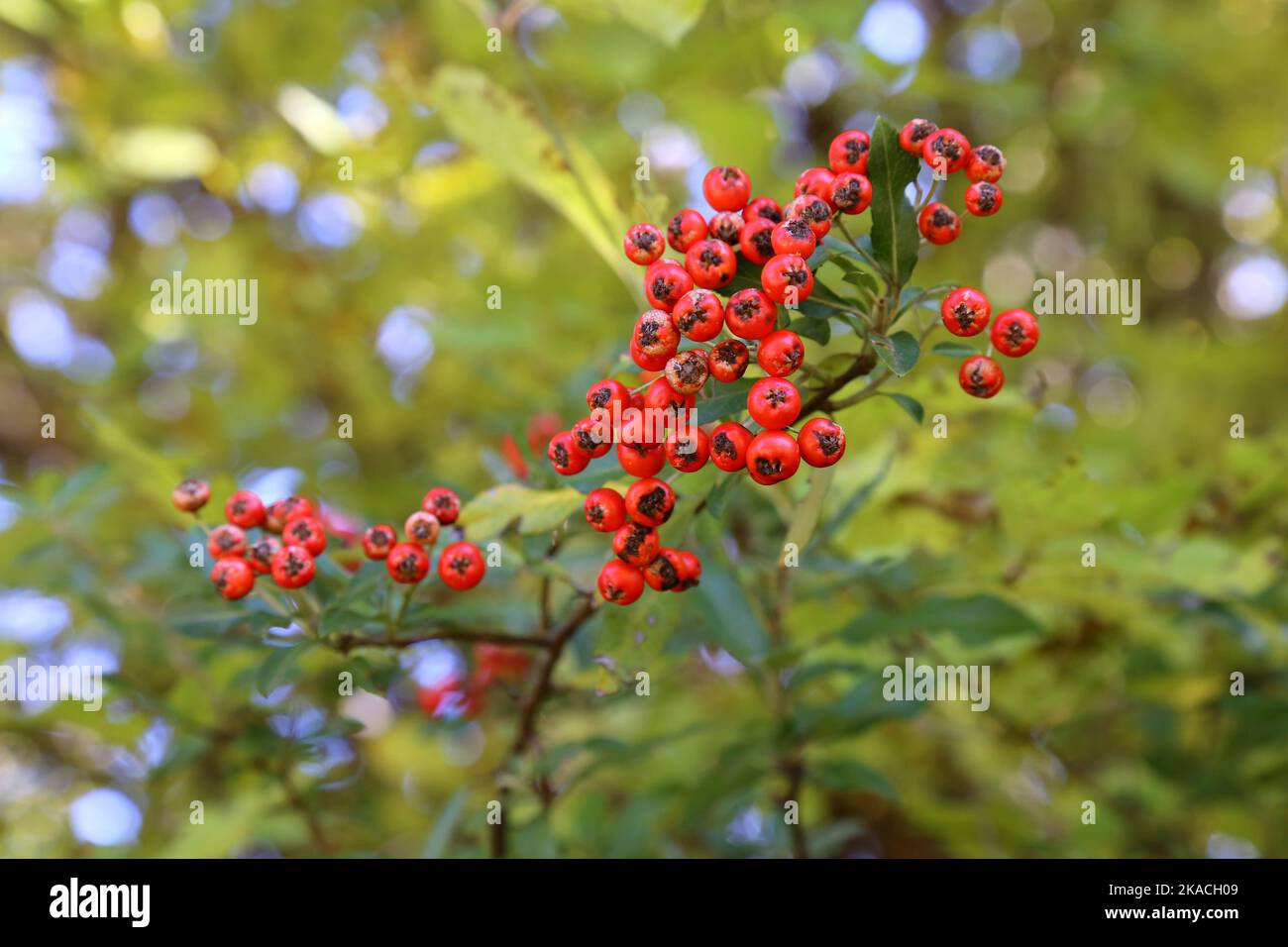 Pyracantha coccinea, Scarlet firethorn, Fire Thorn, Rosaceae. A wild plant shot in the fall. Stock Photo