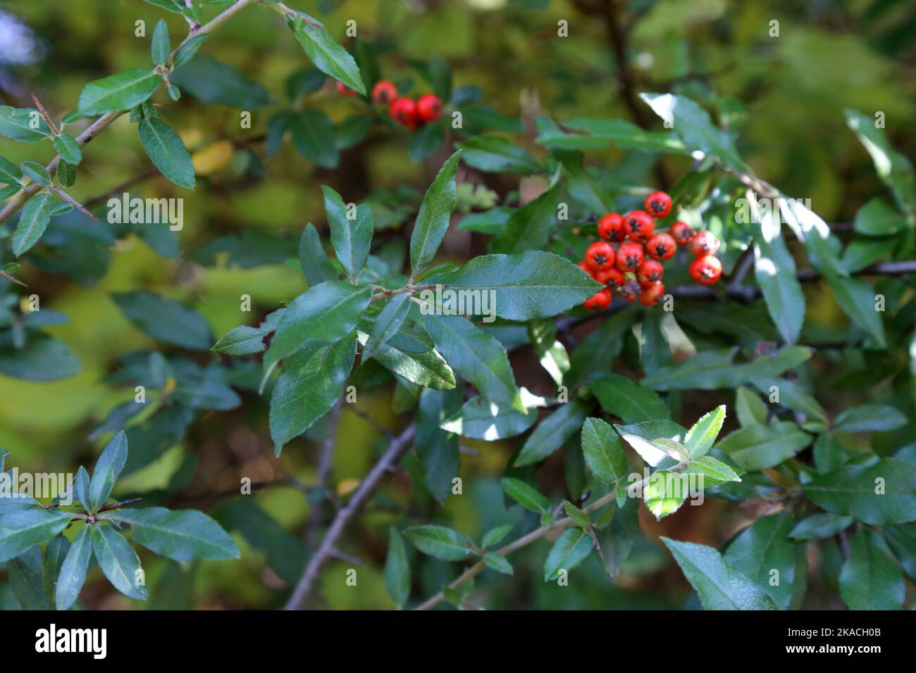 Pyracantha coccinea, Scarlet firethorn, Fire Thorn, Rosaceae. A wild plant shot in the fall. Stock Photo