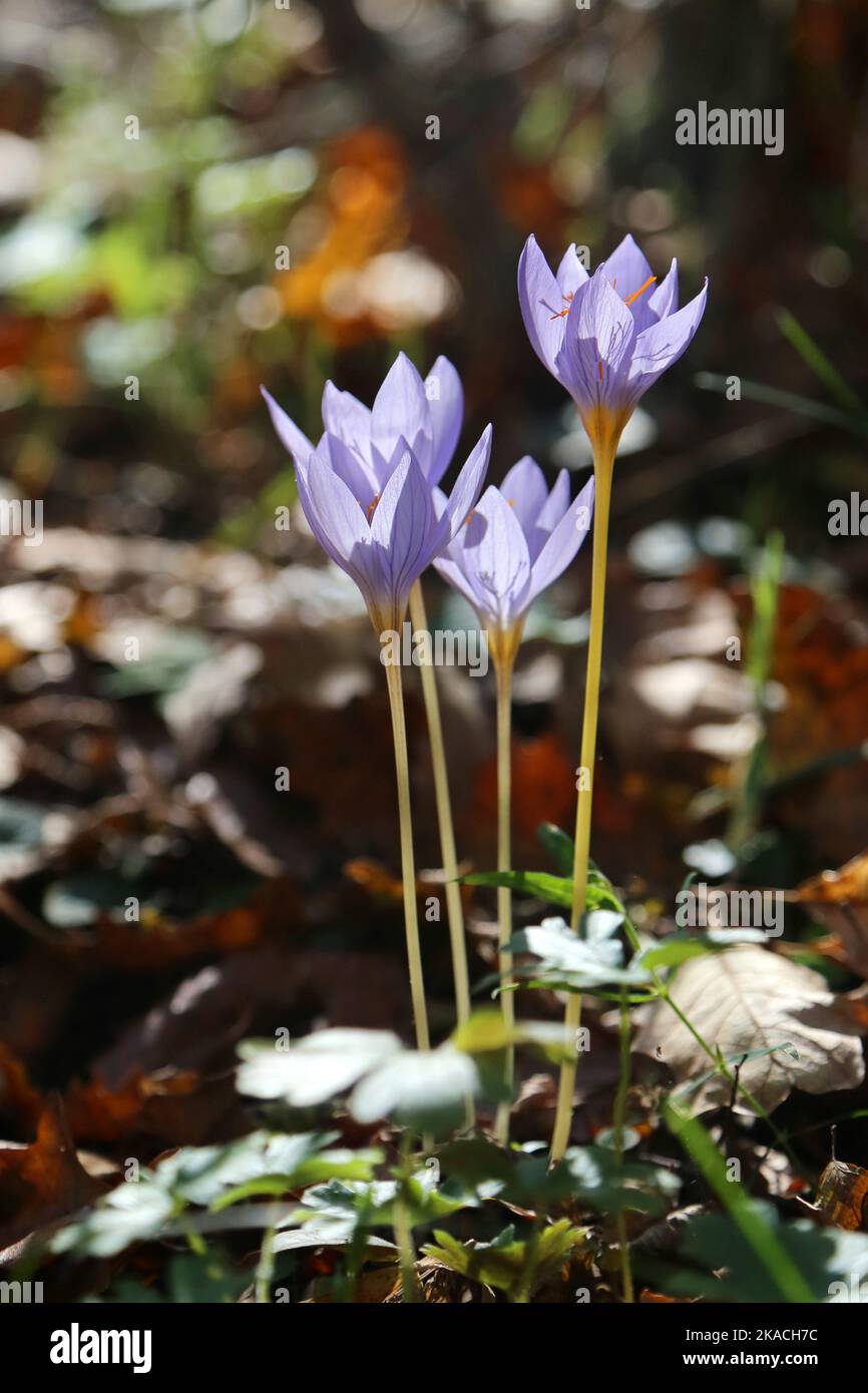 Crocus pulchellus, Iridaceae. A wild plant shot in the fall. Stock Photo