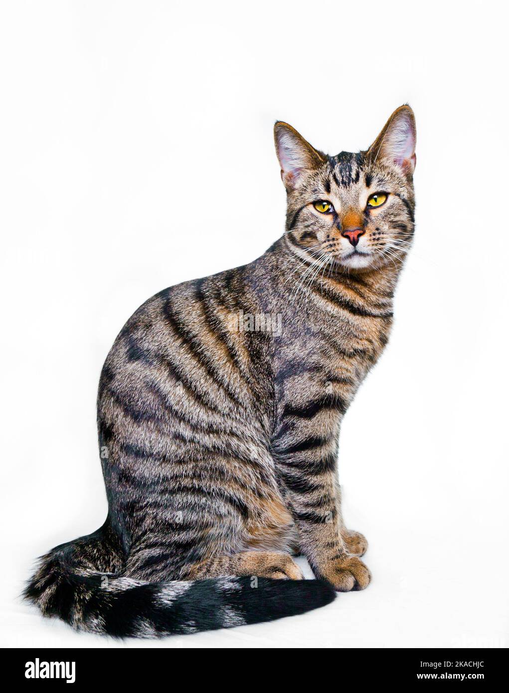 cute cat isolated on white Stock Photo - Alamy