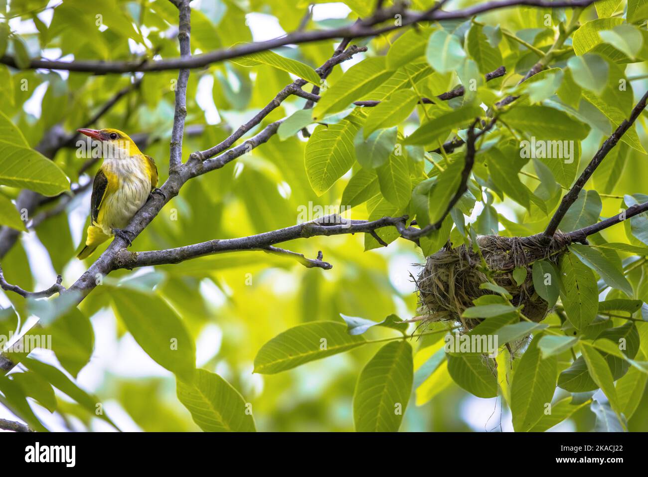 Female Eurasian golden oriole (Oriolus oriolus) near nest in nut tree. This bird has its breeding  habitat in wet natural areas in Europe. Bulgaria.Wi Stock Photo
