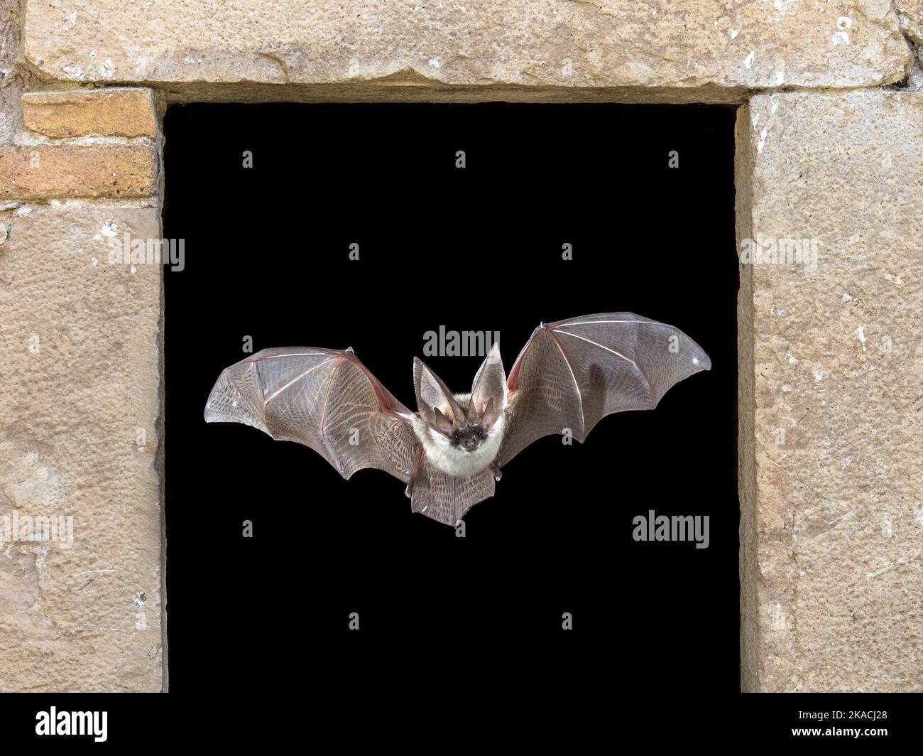 Bat flying through window. The grey long-eared bat (Plecotus austriacus) is a fairly large European bat. It has distinctive ears, long and with a dist Stock Photo