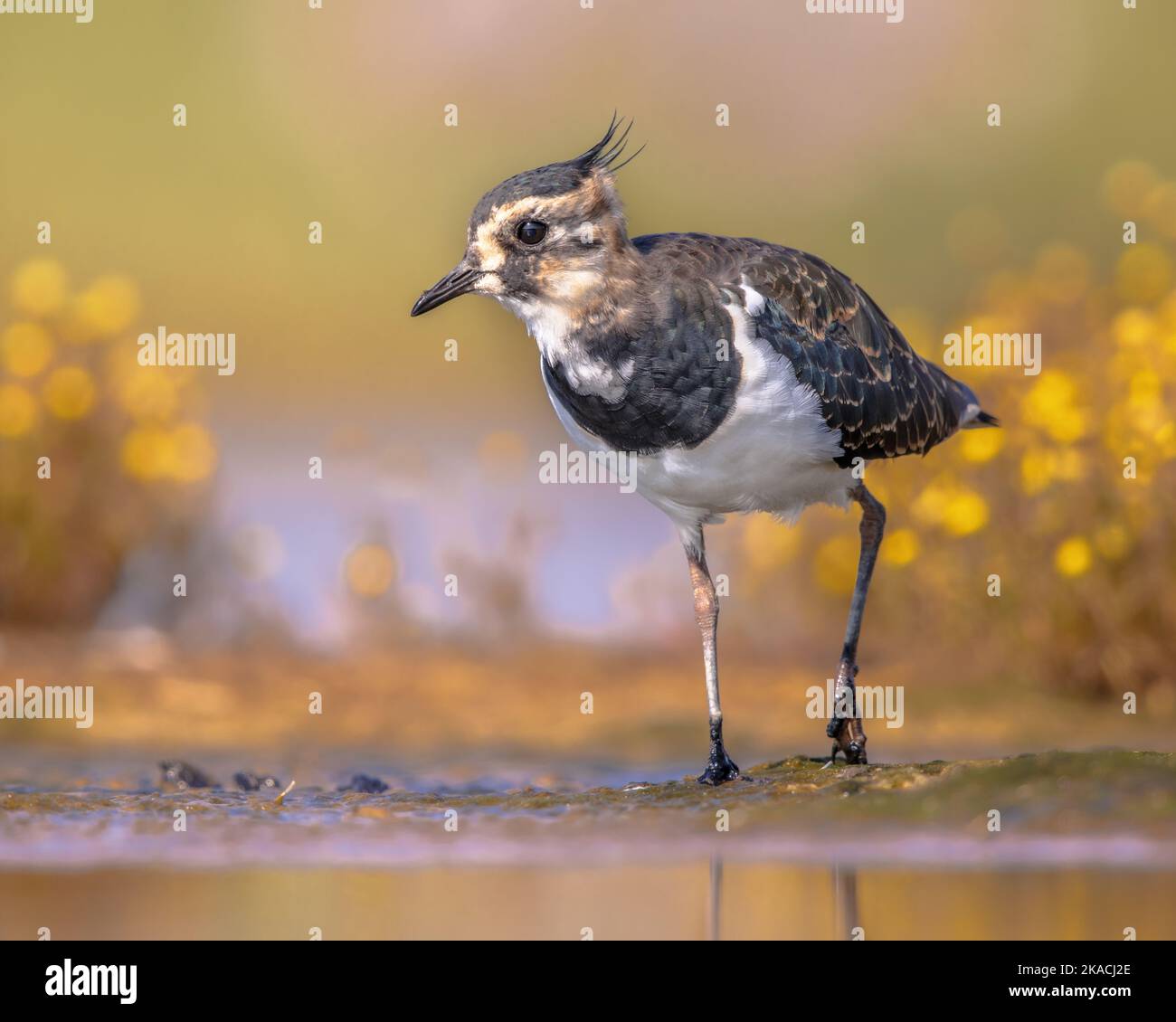 Female Northern lapwing (Vanellus vanellus) foraging in shallow water of estuary in the Netherlands. With bright background. Wildlife scene of nature Stock Photo