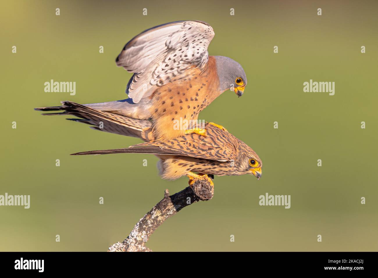 Mating pair of Lesser Kestrel (Falco naumanni) is a small Falcon. This Bird Species breeds from the Mediterranean across Afghanistan and Central Asia Stock Photo