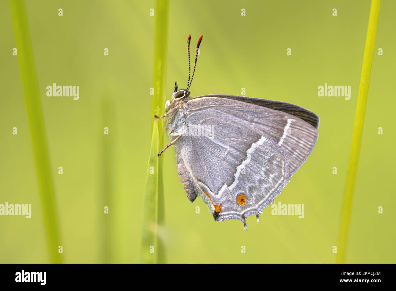Purple hairstreak (Neozephyrus quercus) Butterfly resting in grass. Wildlife scene of nature in Europe. Stock Photo