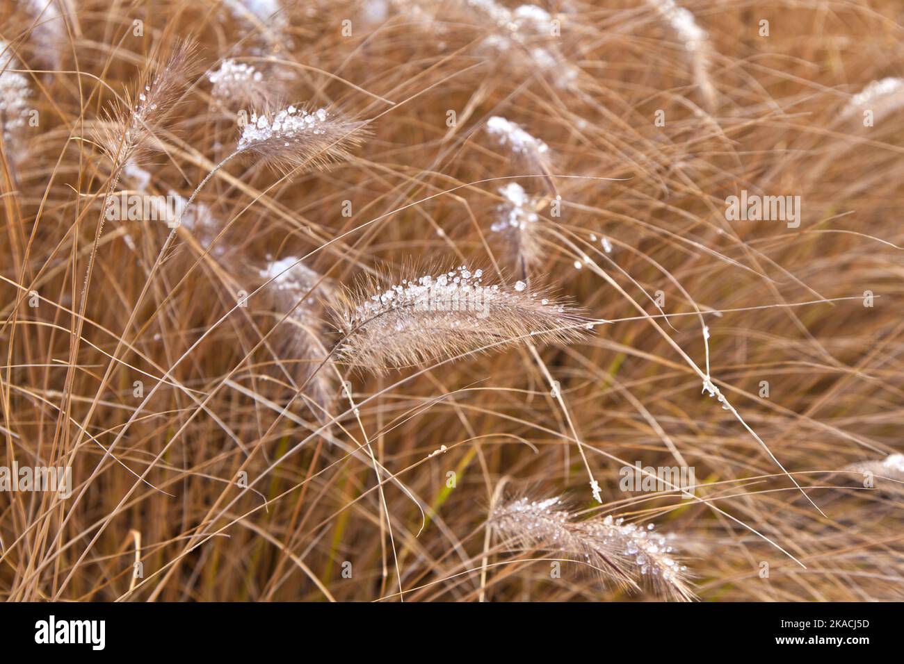 pampa grass in winter with ice corns in the head Stock Photo Alamy
