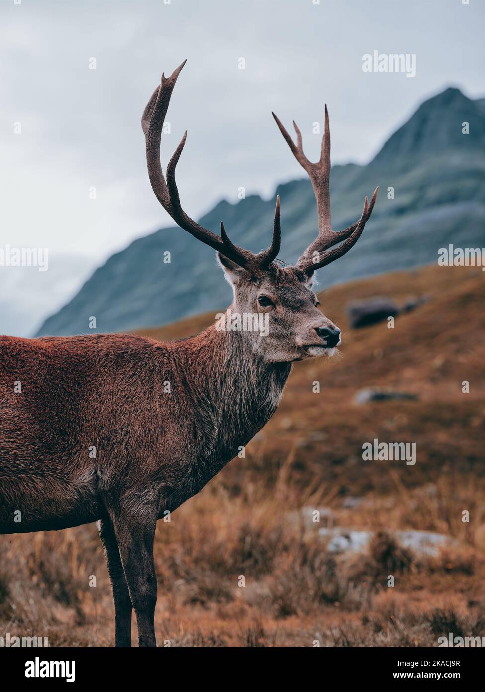 A wild Red Deer Stag with full antlers in the Scottish mountain landscape - Highland Scotland UK - buck iconic symbol standing Stock Photo