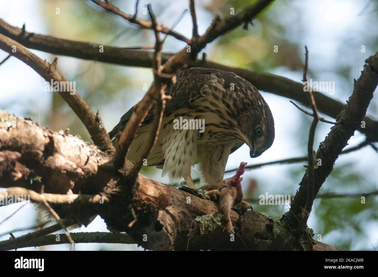 Cooper's Hawk in a tree with its prey Stock Photo