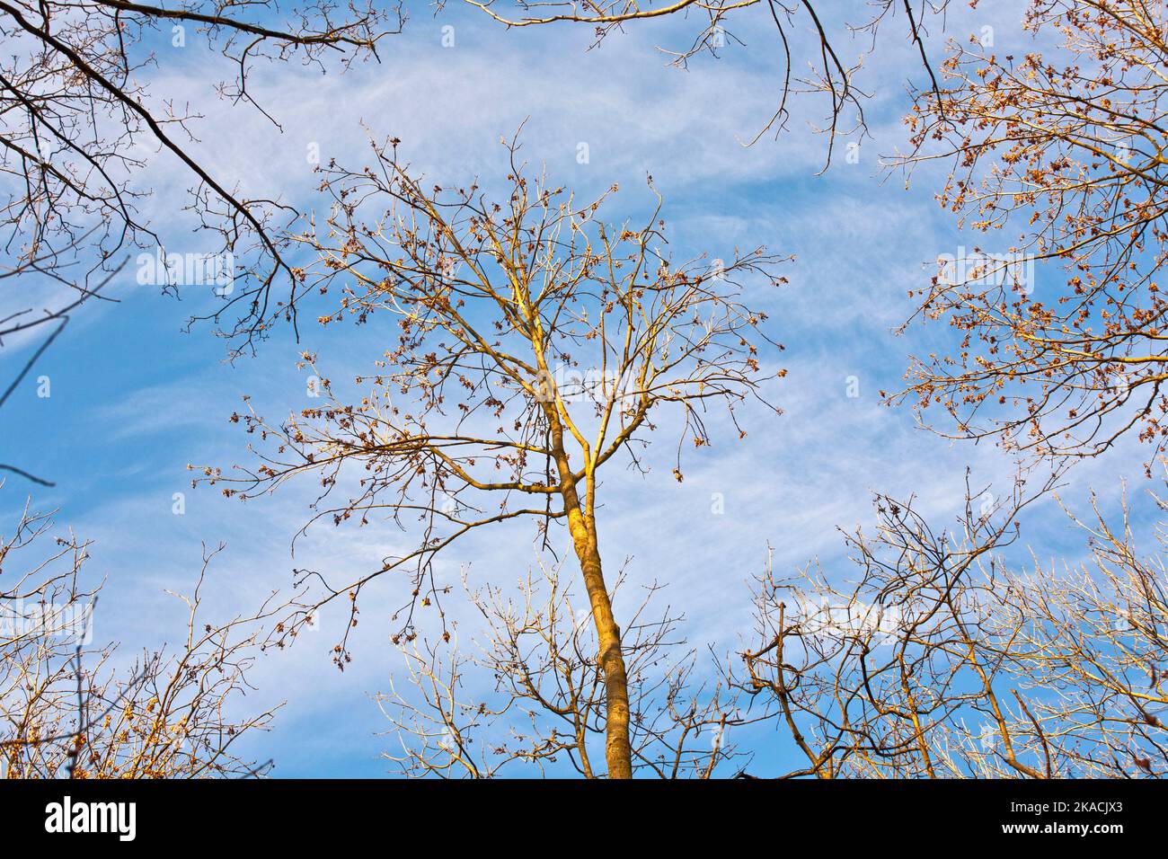 crown of trees in forest with blue sky Stock Photo - Alamy