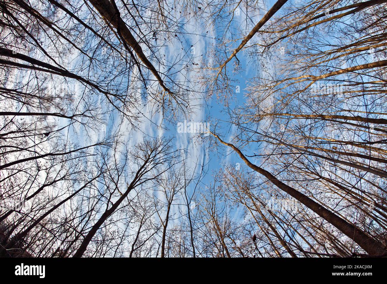 crown of trees in forest with blue sky Stock Photo - Alamy