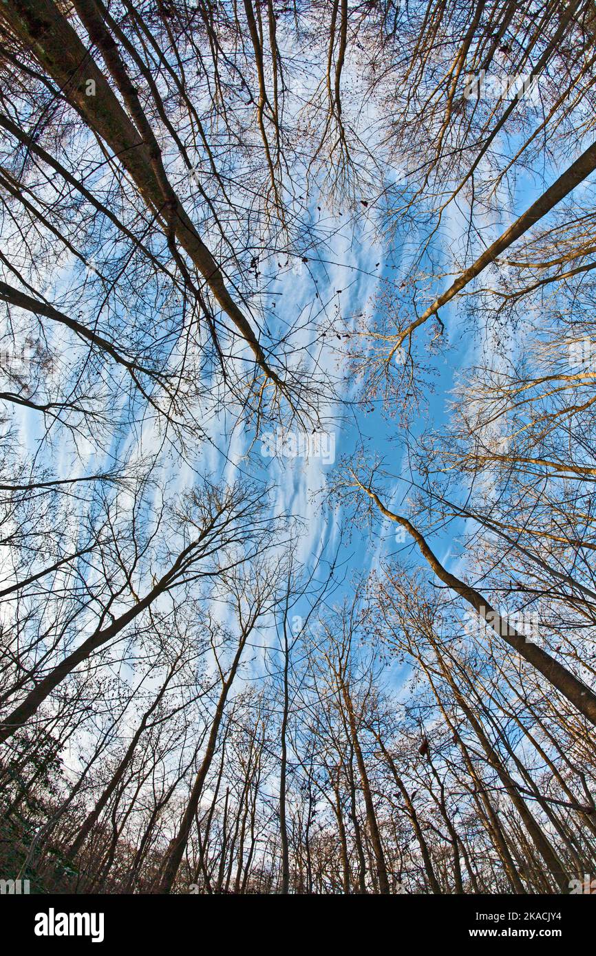 crown of trees in forest with blue sky Stock Photo - Alamy