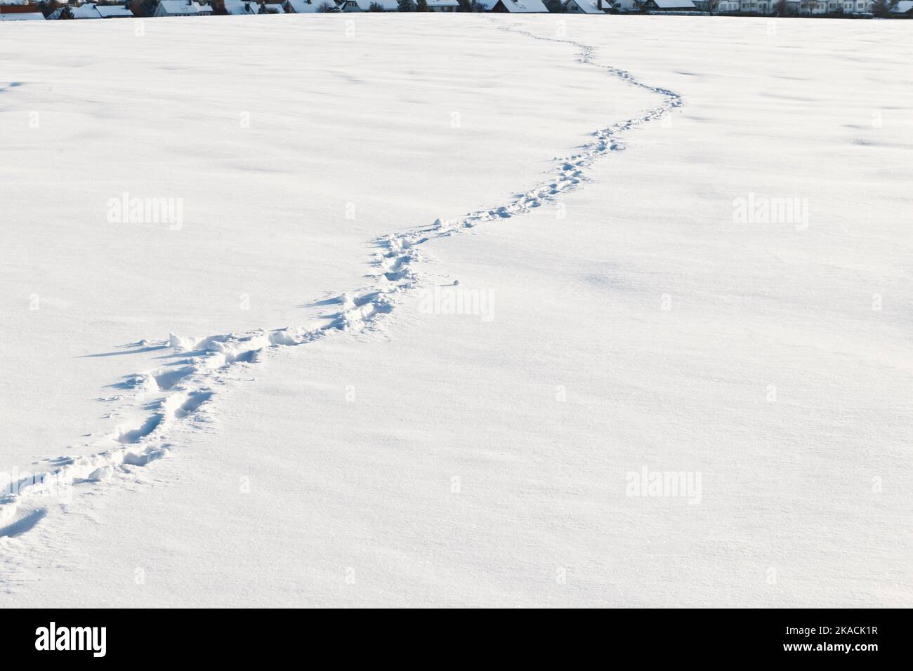 Footsteps on the snow in flat area Stock Photo Alamy
