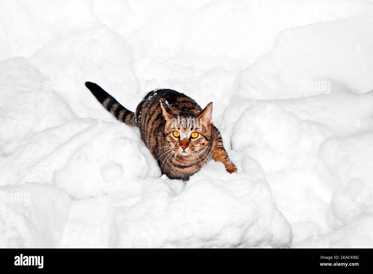 cute cat strollingh through snow in winter Stock Photo - Alamy