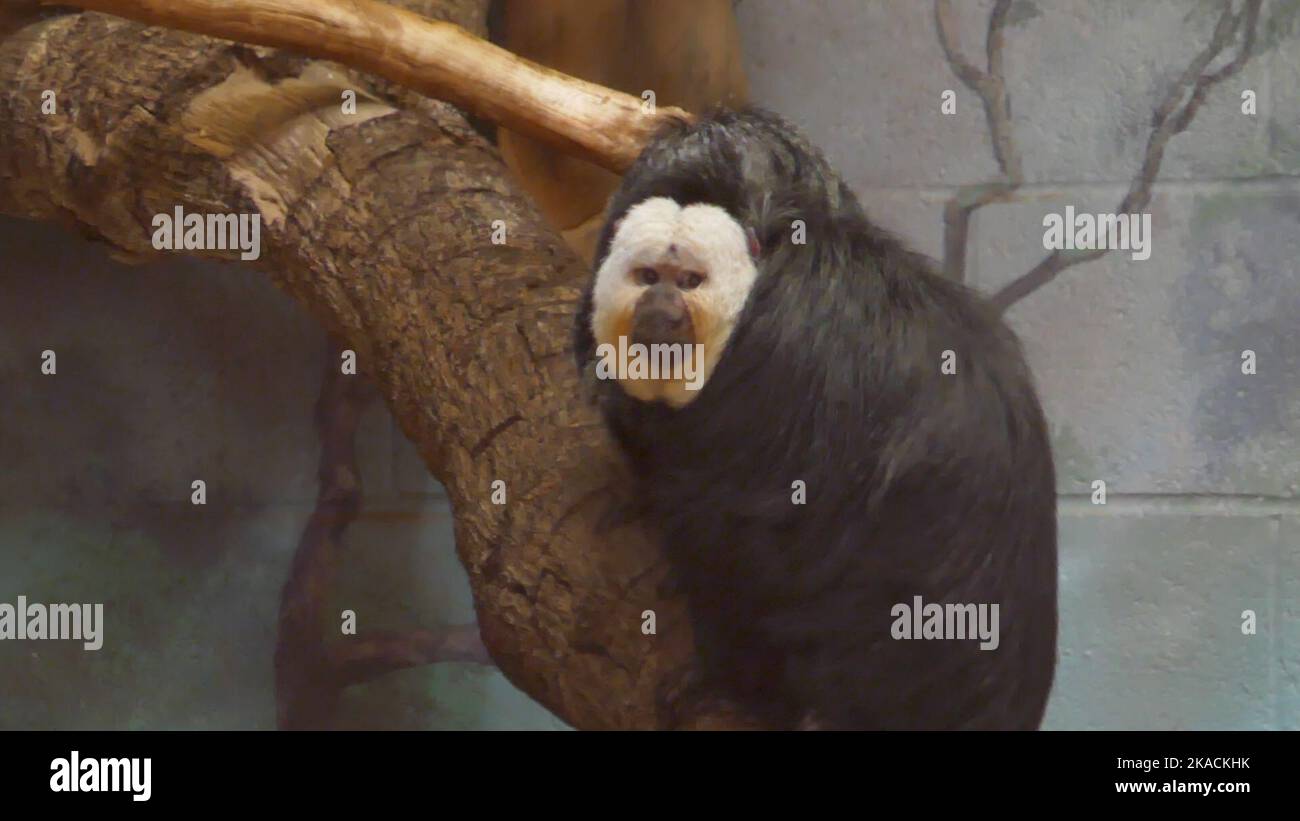 Los Angeles, California, USA 27th October 2022 Whitefaced Saki Monkeys