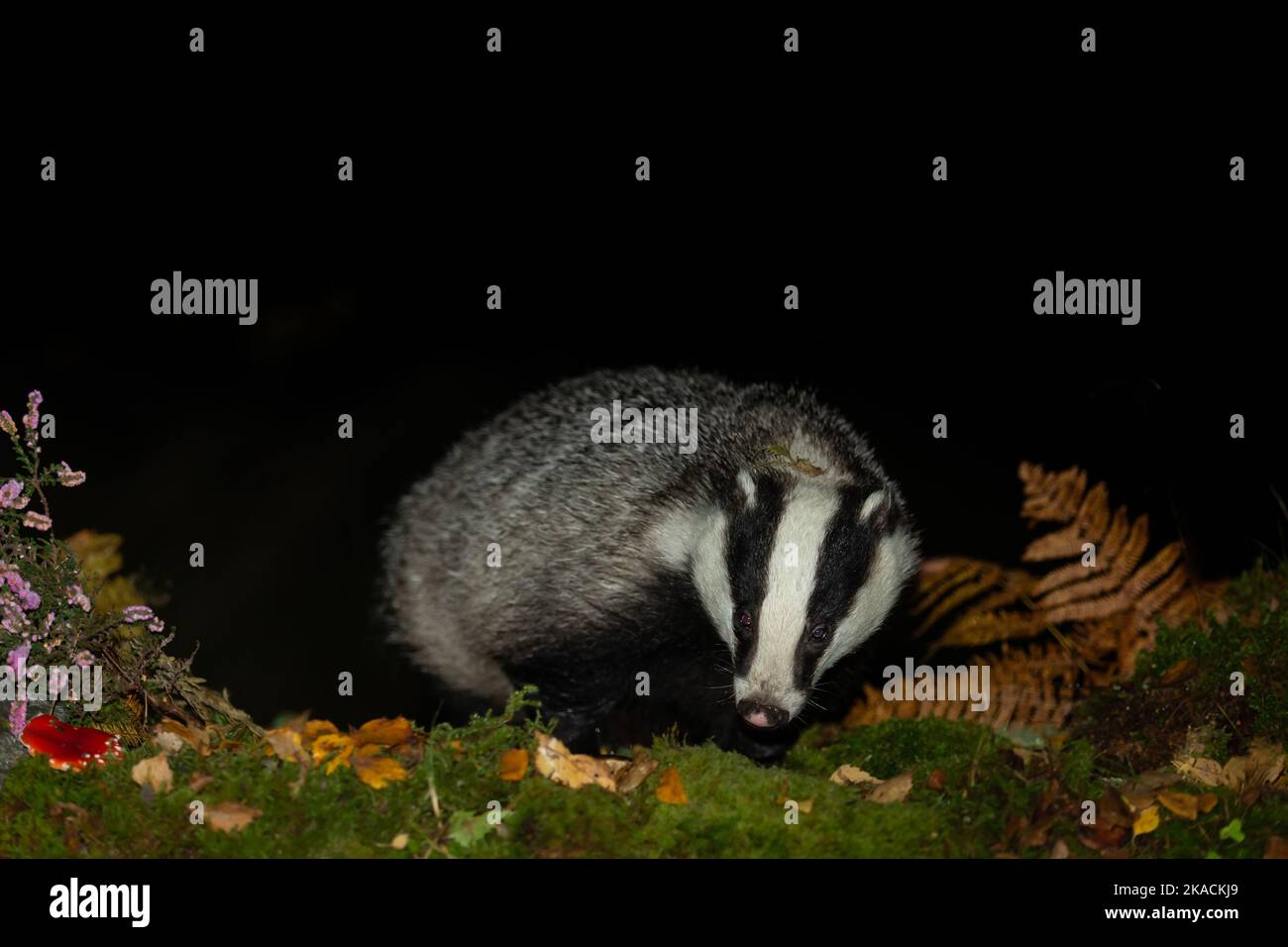 Badger, Scientific name: Meles Meles.  Close up of a wild, adult badger facing forward and foraging in a forest in Glen Strathfarrar, Scotland.  Horiz Stock Photo