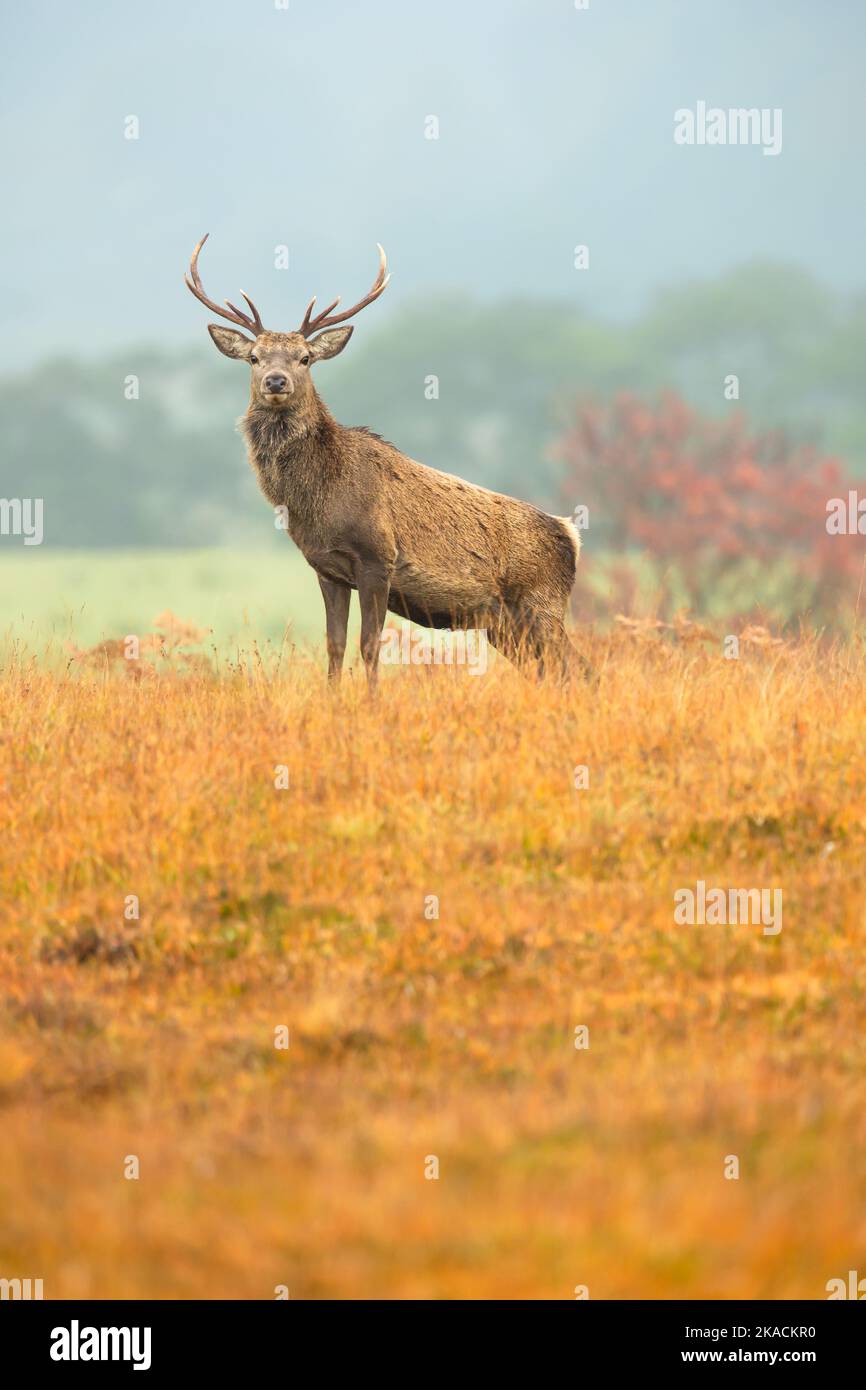 Close up portrait of a Red Deer stag alert and facing forward in Autumn, Strathconon Estate, Scottish Highlands.  Scientific name: Cervus elaphus.  Bl Stock Photo