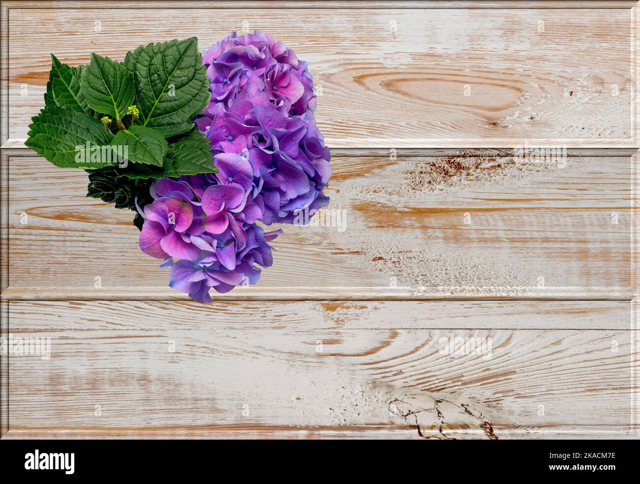 Purple hydrangea flower on pine boards background, natural old wood in rustic style, background for graphic designs, space for text, flat lay Stock Photo
