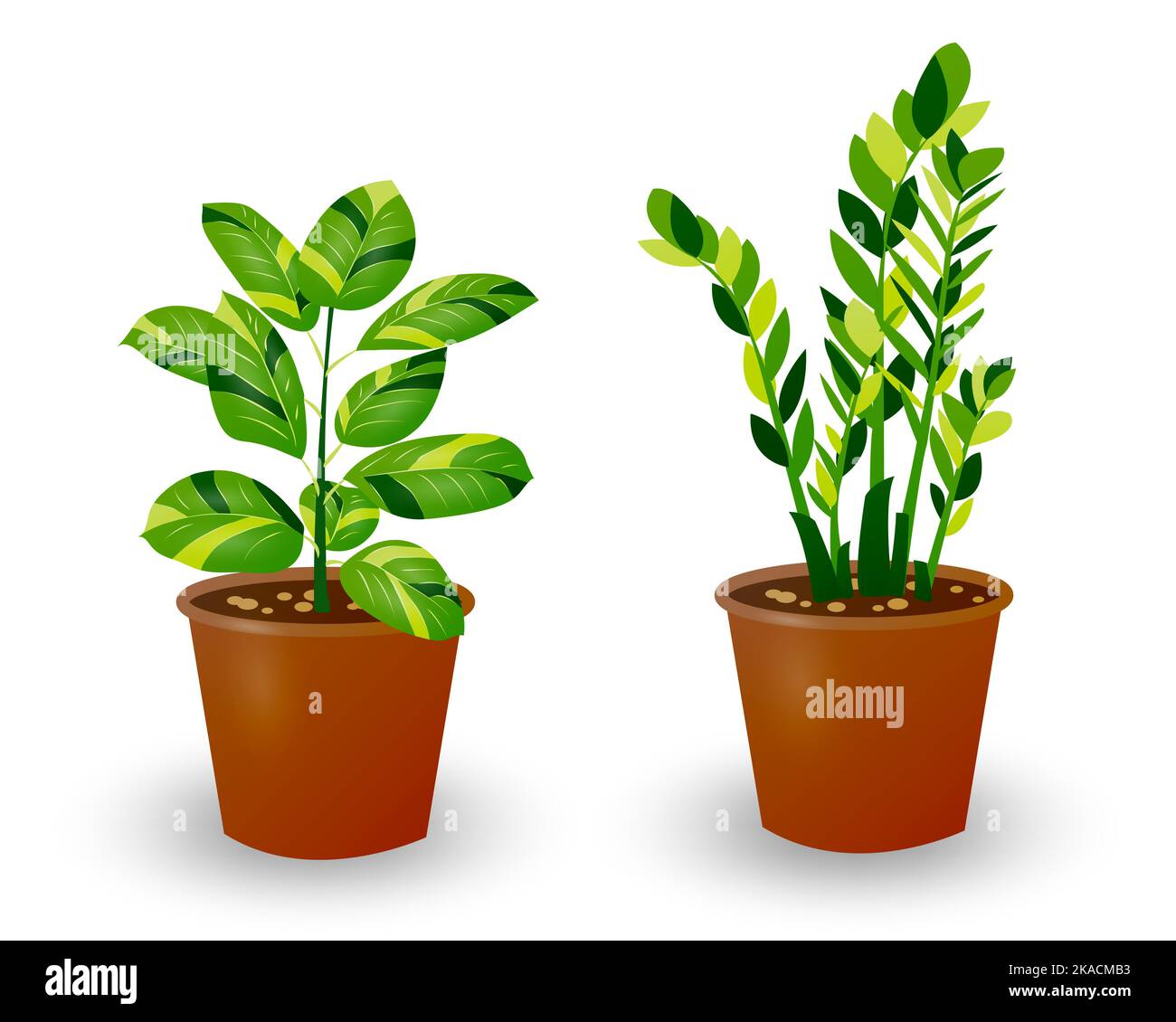 Ficus and Zamiokulkas Dollar Tree plant in pot isolated on white background. Decorative plant for home interior or office. Room flower. Vector illustr Stock Vector