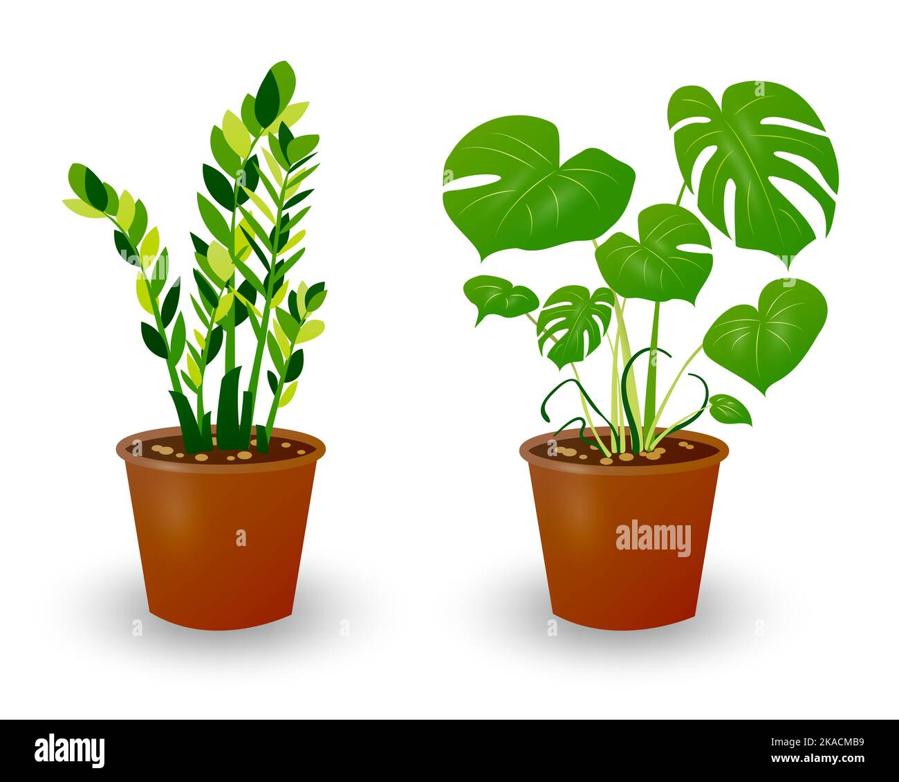 Ficus and Monstera plant in pot isolated on white background
