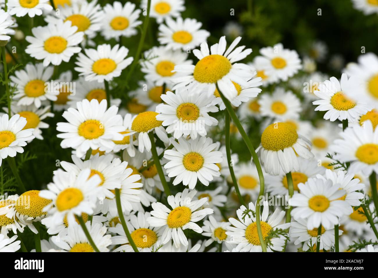 Roemischer Bertram, Anacycle pyrethrum, ist eine wichtige Heilpflanze mit weissen Blueten und wird in der Medizin verwendet. Roman Bertram, Anacycle p Stock Photo