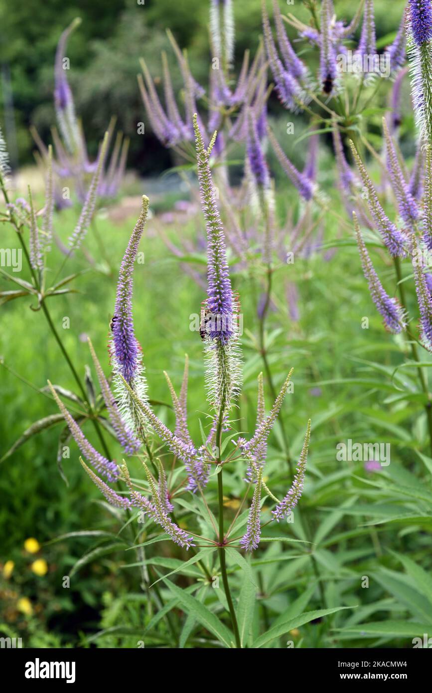 Ehrenpreis, Veronica longifolia ist eine wunderschoene