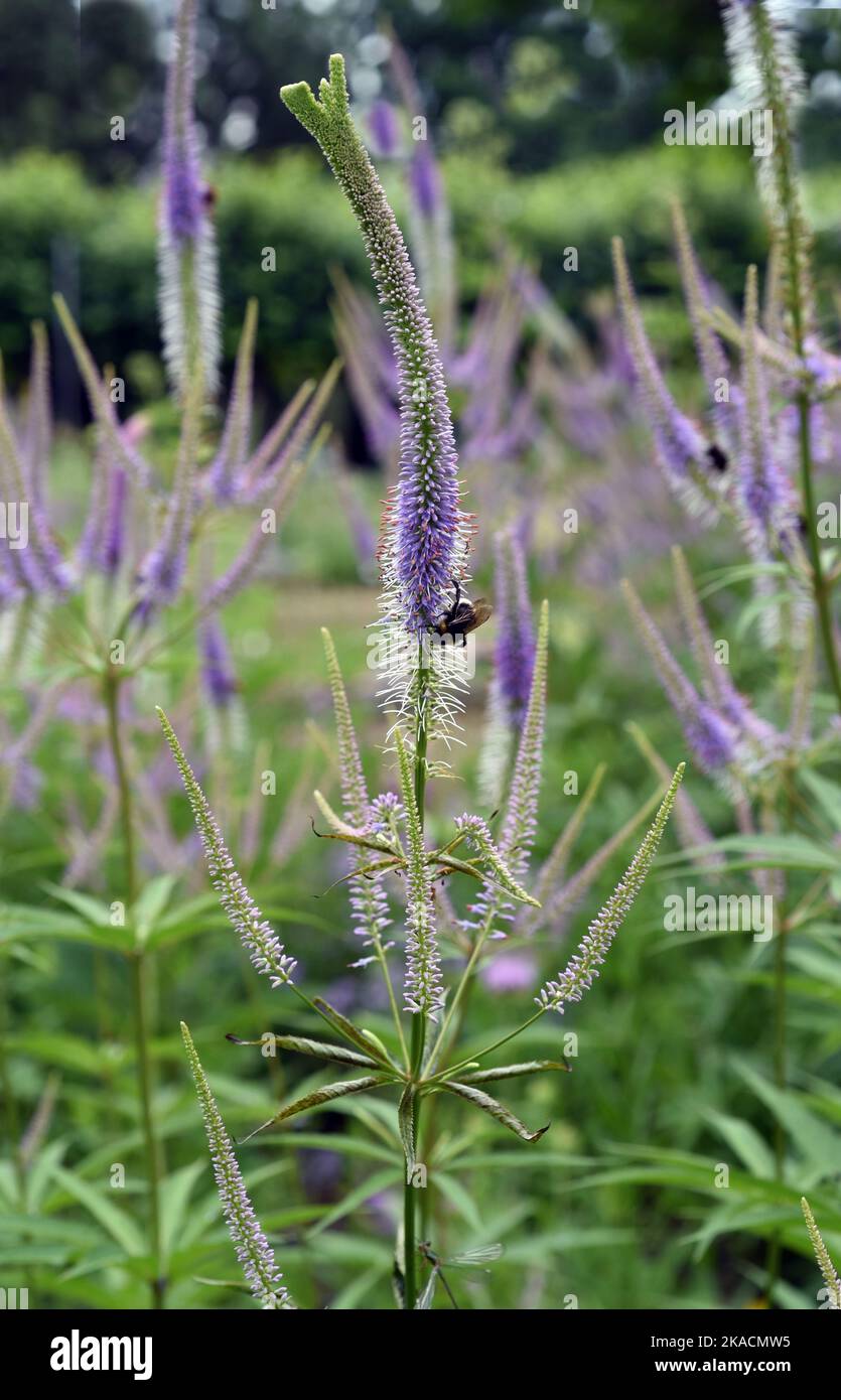 Ehrenpreis, Veronica longifolia ist eine wunderschoene