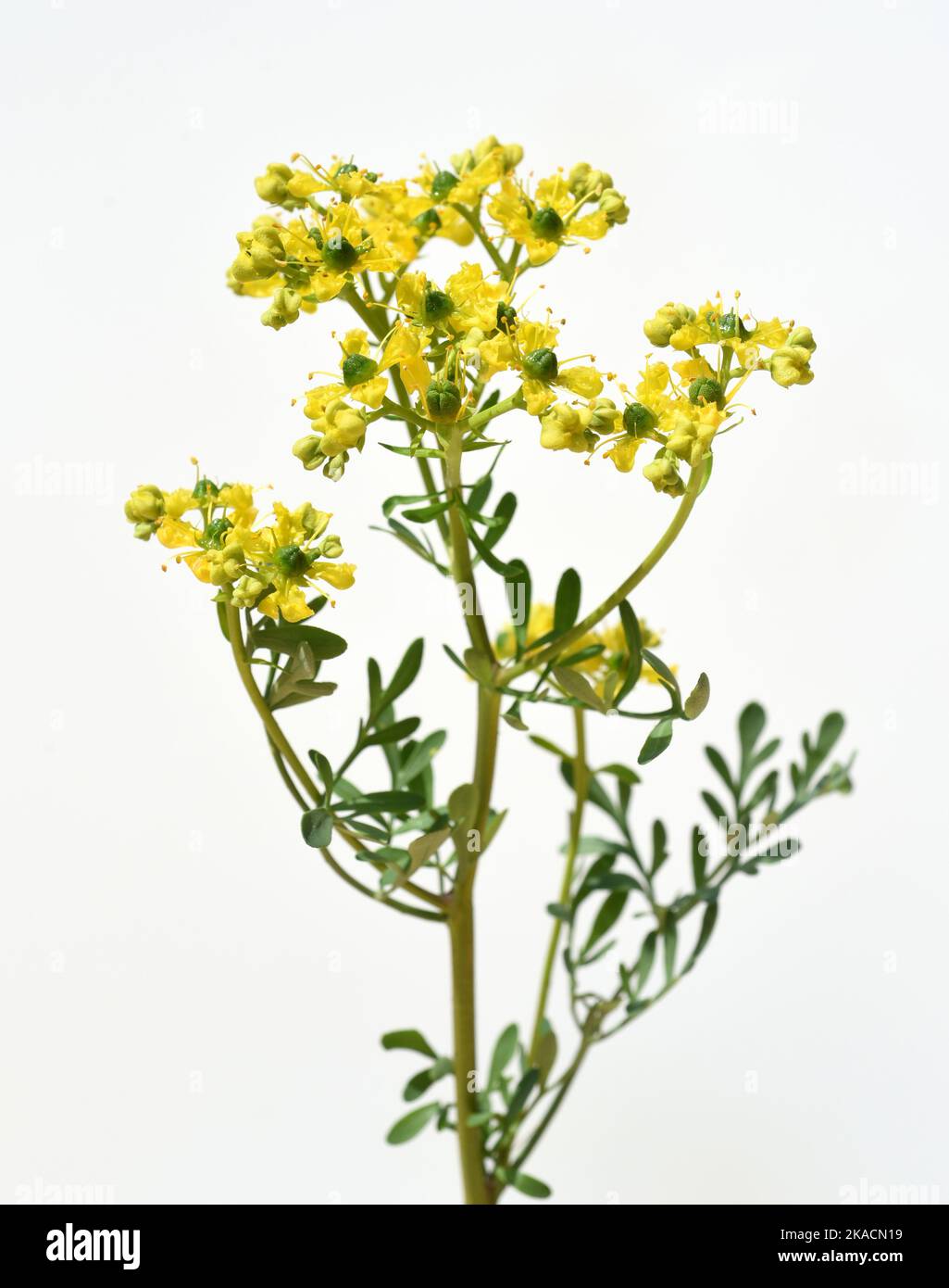 Weinraute, Ruta graveolens, ist eine wichtige Heilpflanze mit gelbgruenen Blueten. Sie ist eine  Staude und wird auch in der Kueche als Gewuerz und in Stock Photo