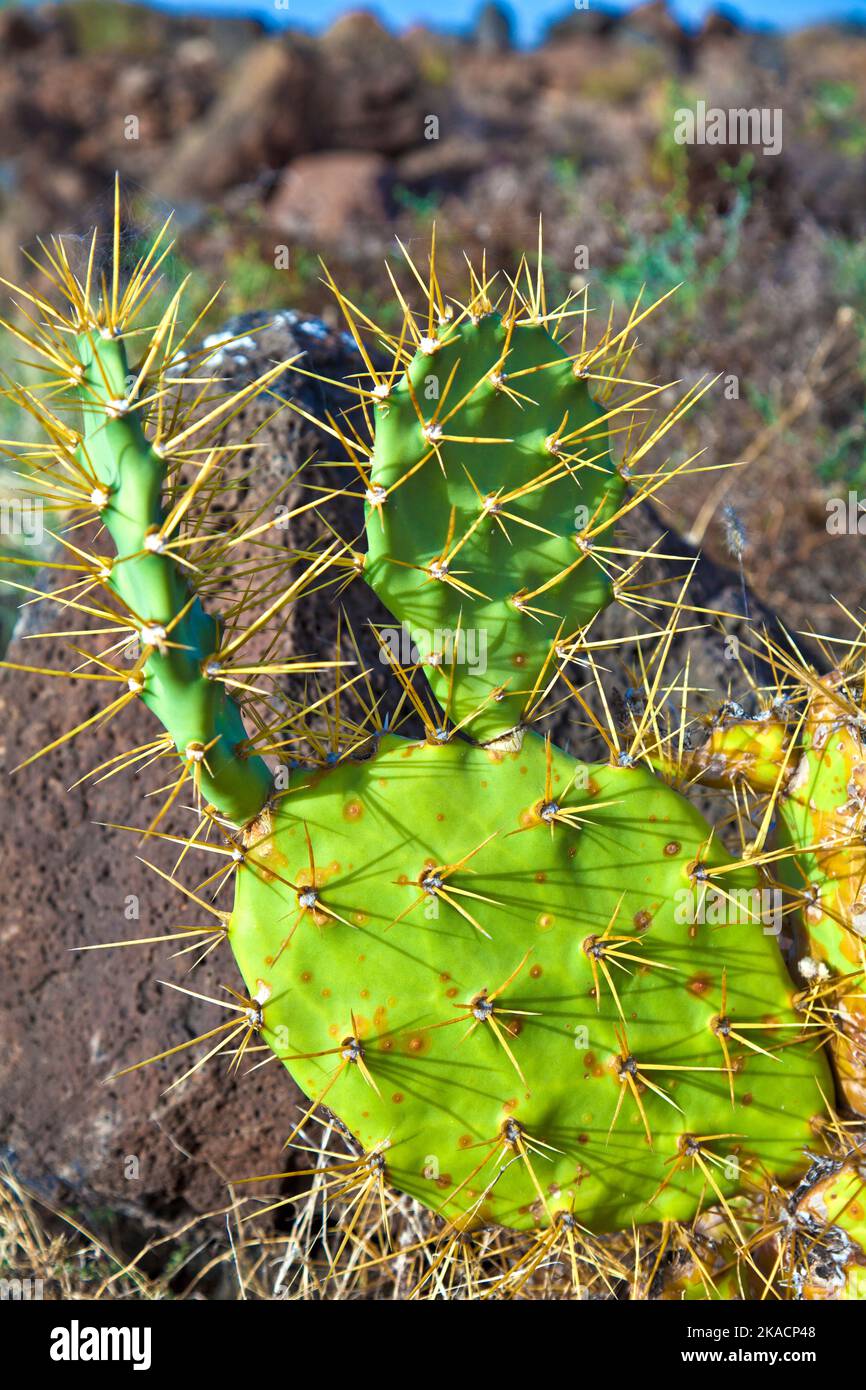 detail of large outdoor cactus Stock Photo Alamy