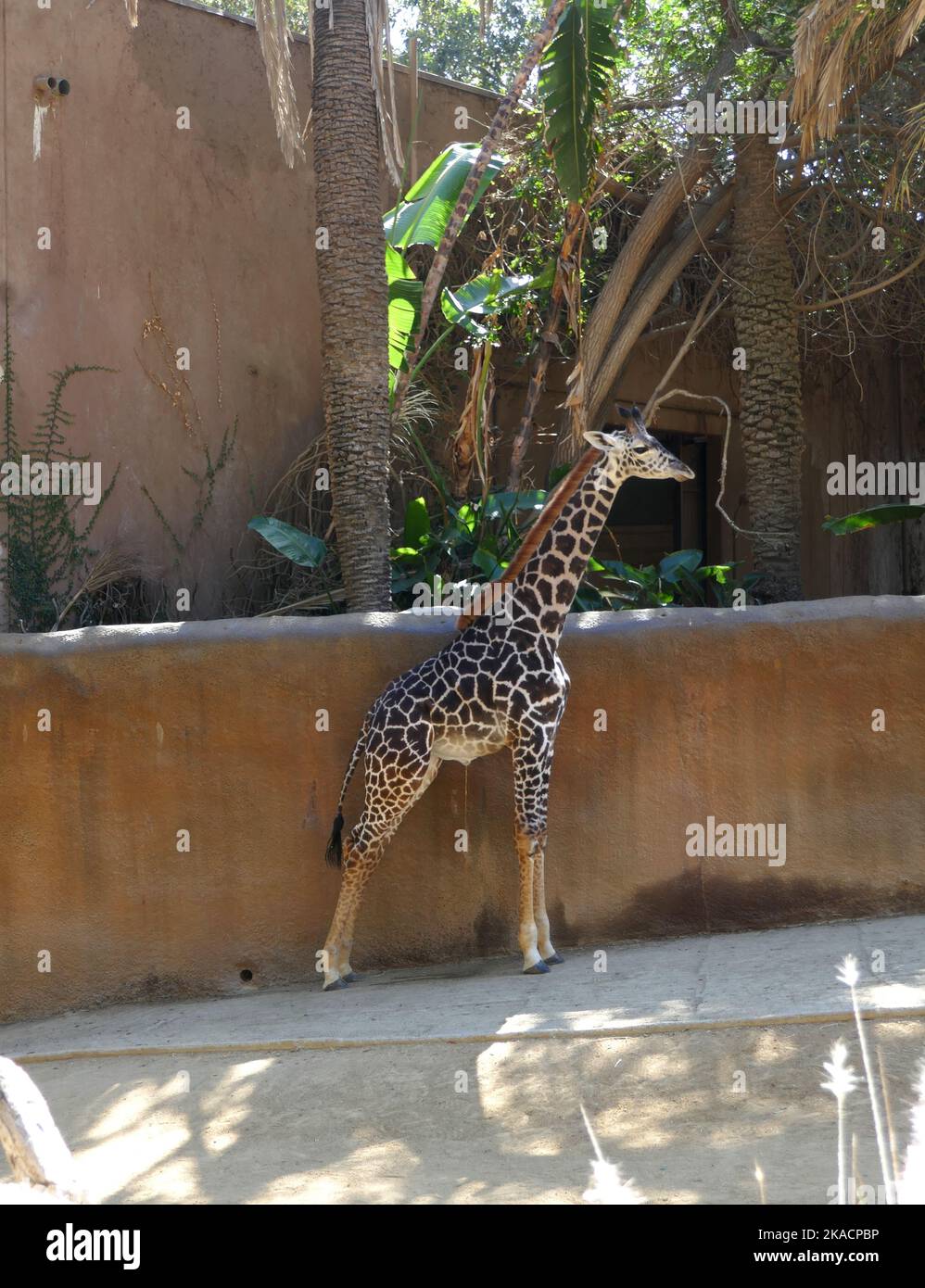 Los Angeles, California, USA 27th October 2022 Baby Maasai Giraffe at