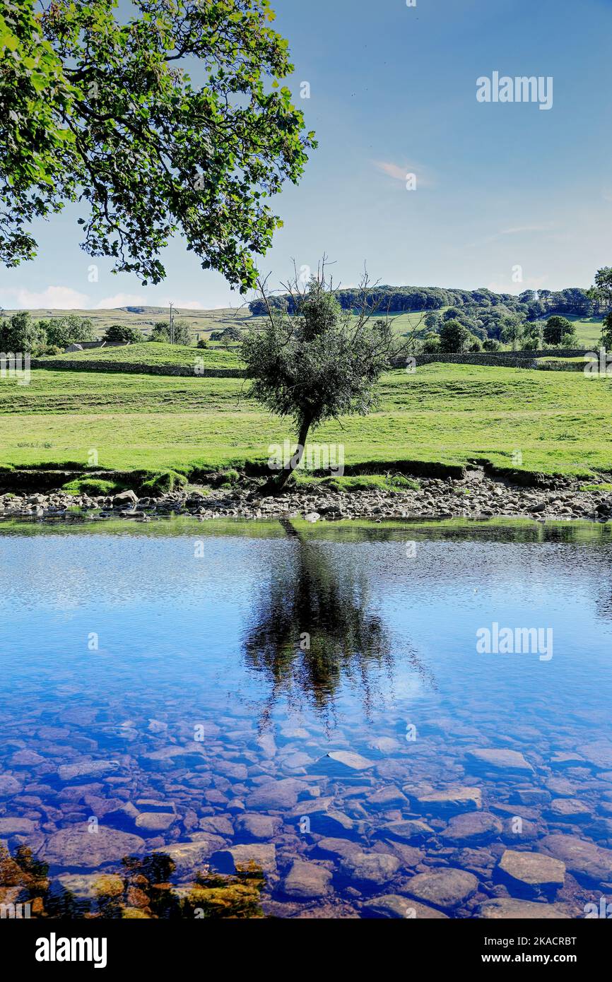 River Ribble, North Yorkshire, England, UK - A lone tree reflected in the river on the footpath between Settle and Stainforth Stock Photo