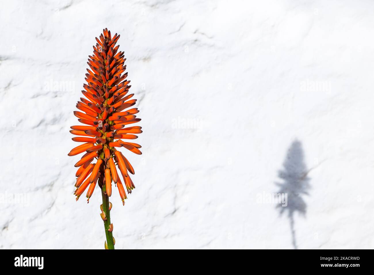 beautiful Aloe Vera flower with white background Stock Photo - Alamy