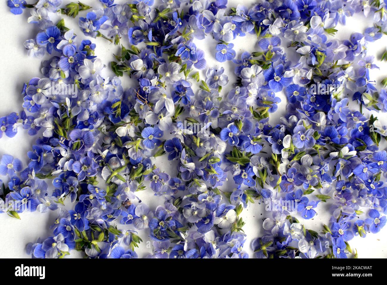 Background with little blue flowers Veronica chamaedrys  also known as  Germander speedwell or bird's eye speedwell or cat's eye Stock Photo