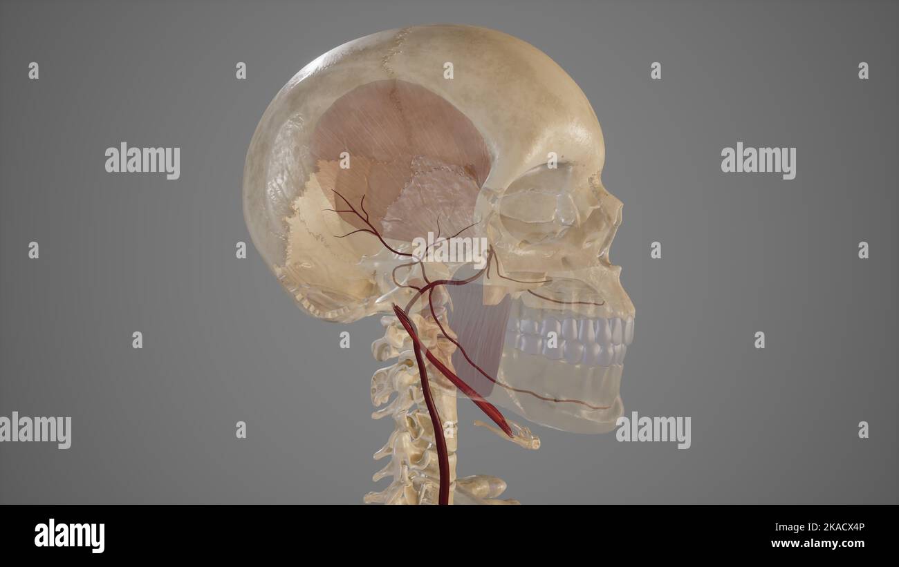 medical accurate illustration of Maxillary Artery Stock Photo